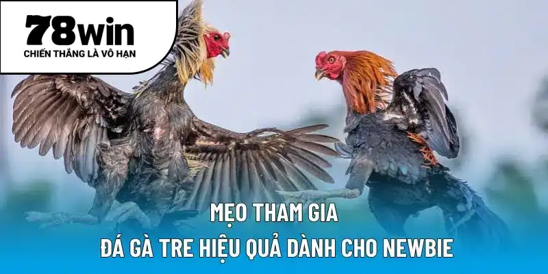 Mẹo tham gia đá gà tre hiệu quả dành cho newbie